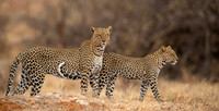 Leopard and Young