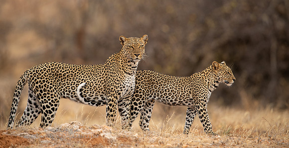 Leopard and Young