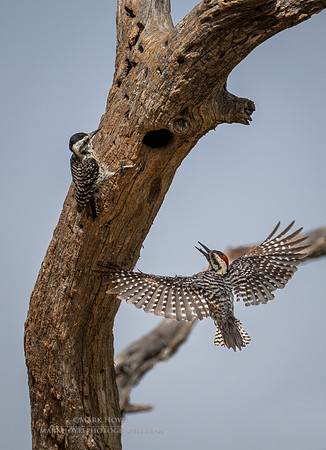 Ladder-backed Woodpeckers