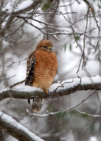 Red Shouldered Hawk