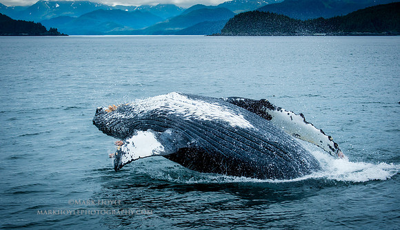 Breach