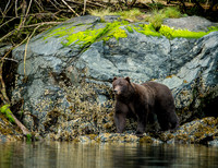 Red Bluff Brown Bear