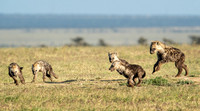 Spotted Hyena pups