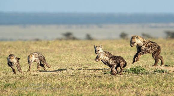 Spotted Hyena pups