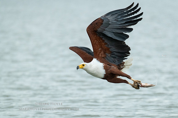 African Fish Eagle