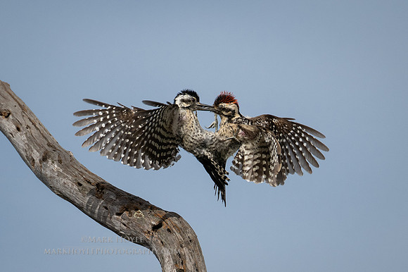 Ladder-backed Quarrel