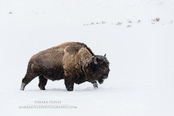 Bison in the Storm