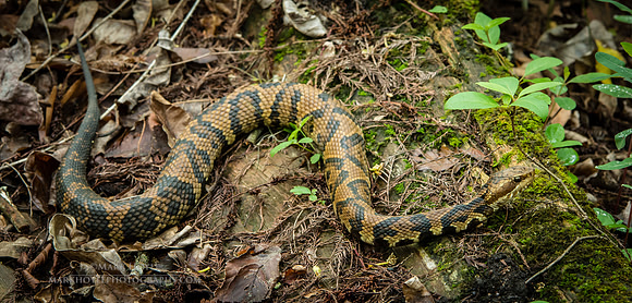 Cottonmouth