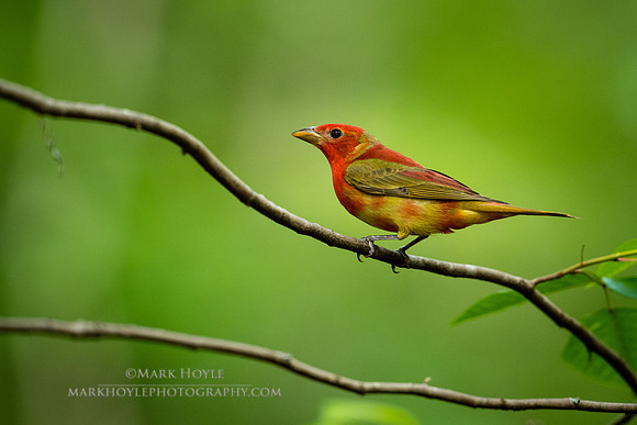 Summer Tanager