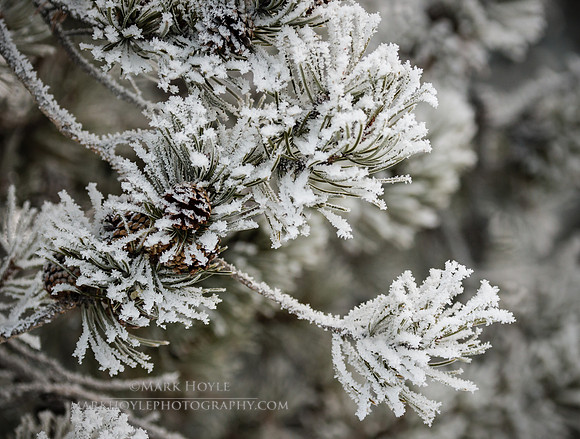 Frosty Pine