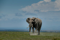 Bull Elephant