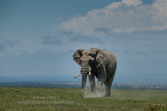 Bull Elephant