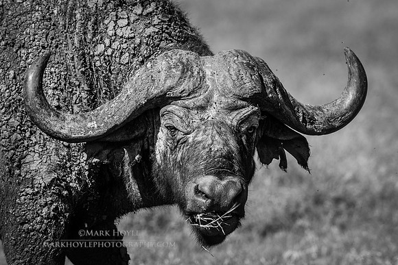 Cape Buffalo
