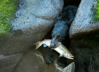 Black Bear with Lunch