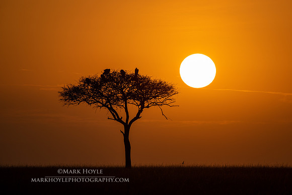Mara Sunrise
