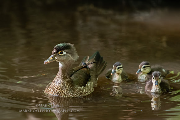 Female Wood Duck and chicks