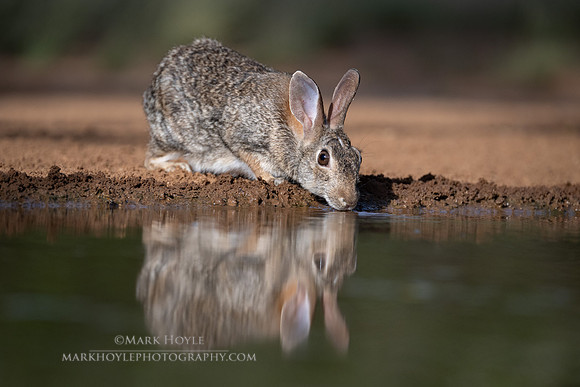 Cottontail Drinking