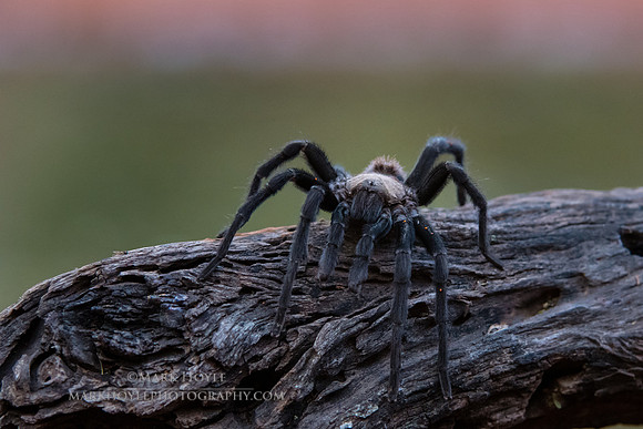 Tarantula