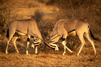 Oryx