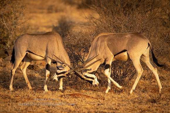 Oryx