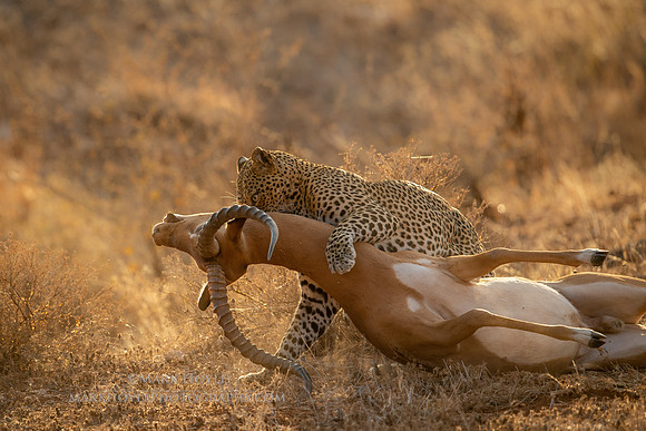 Leopard dragging a kill