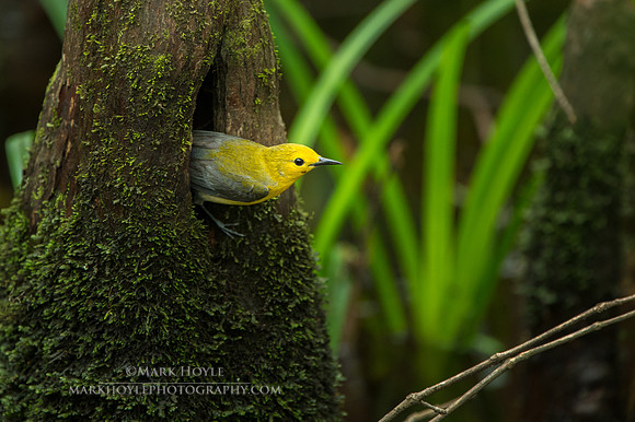 Nest Building