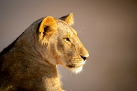 Lioness