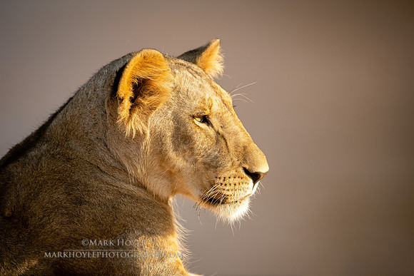 Lioness