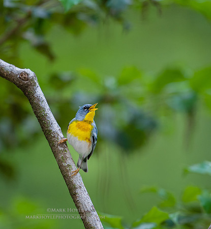 Northern Song