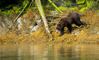 Brown Bear at the edge of the Bay