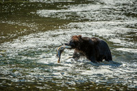 Fishing for Salmon