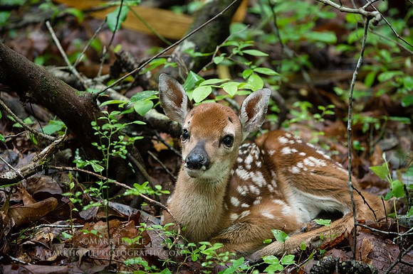 New Fawn