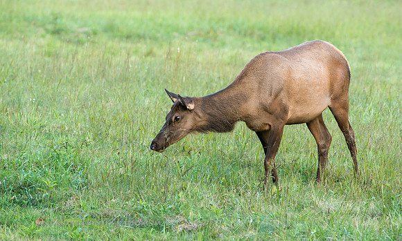 Cow Elk Grazing