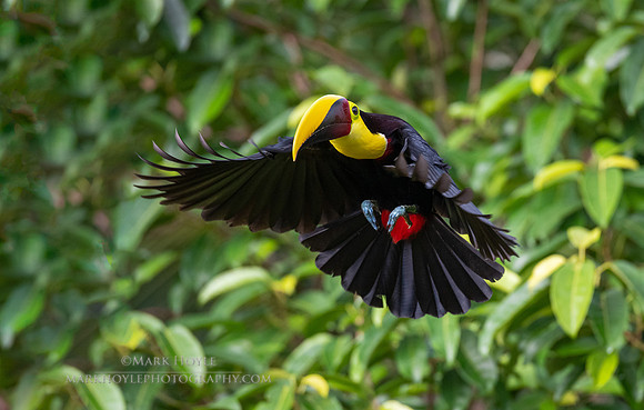 Yellow-throated Toucan