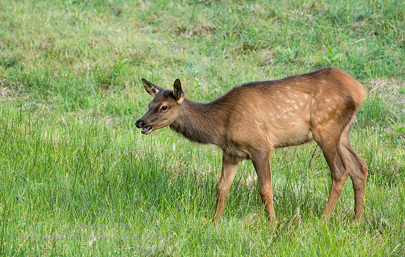 Elk Calf