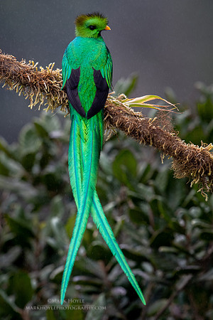 Resplendent Quetzal