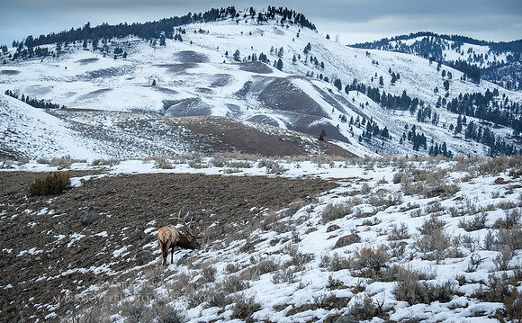 Bull Elk in the Hills