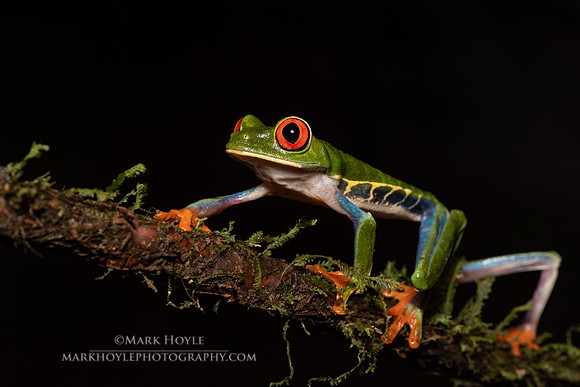 Red-eyed Tree Frog