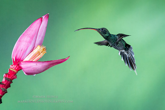 Green Hermit