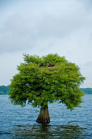 20090529_Santee_1341