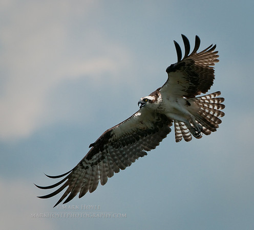 20090529_Santee_882