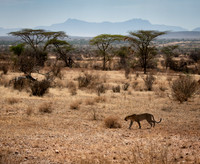 Samburu Leopard