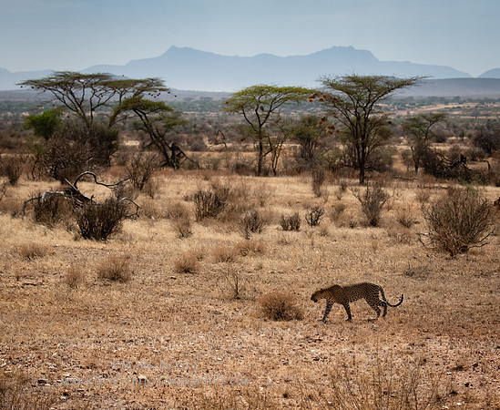 Samburu Leopard