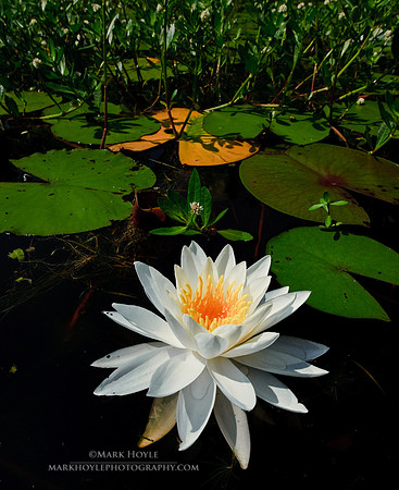 20090529_Santee_1390