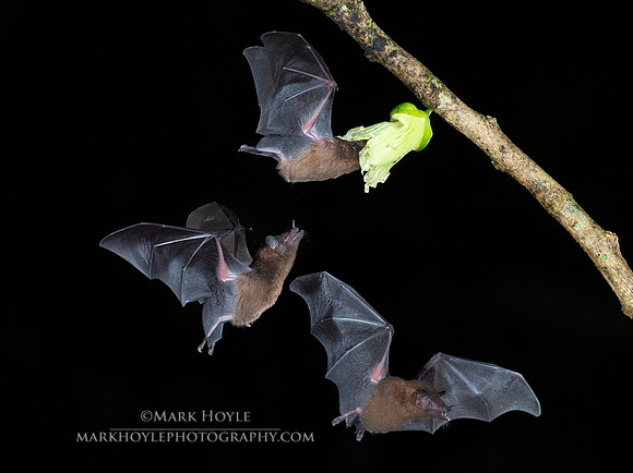 Pallas Long-tongued Bats