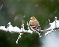 Winter Songbirds