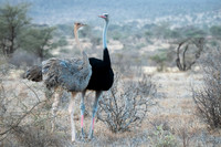 Somali Ostrich