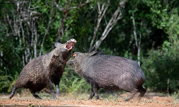 Javalena Fight