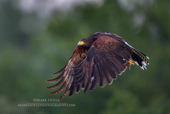 Harris's Hawk