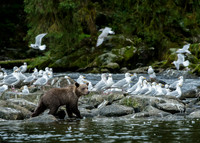 Cub at play